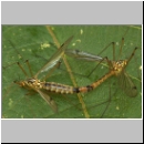 Nephrotoma guestfalica - Schnake 01 Paarung.jpg